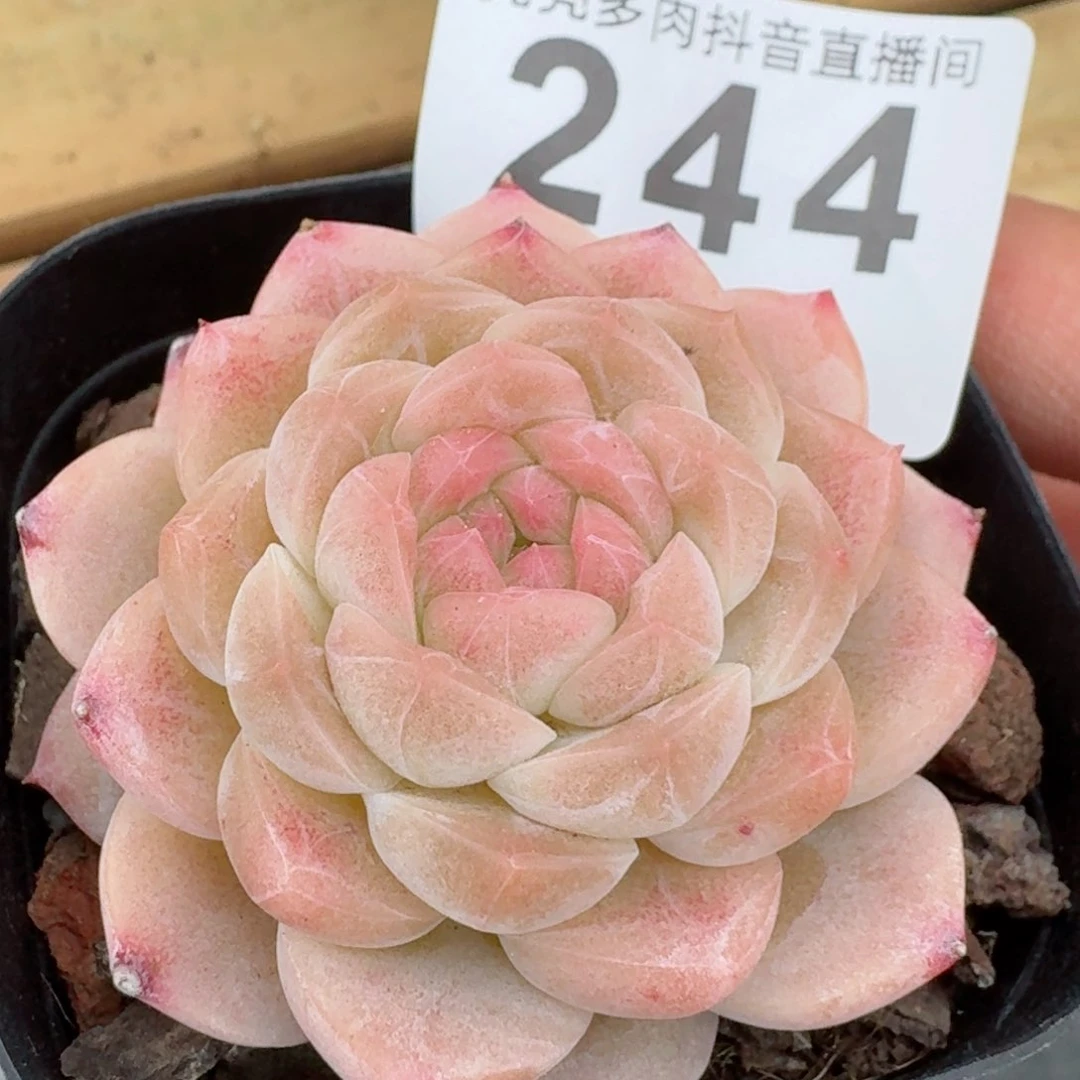 白桃汽水         精品多肉