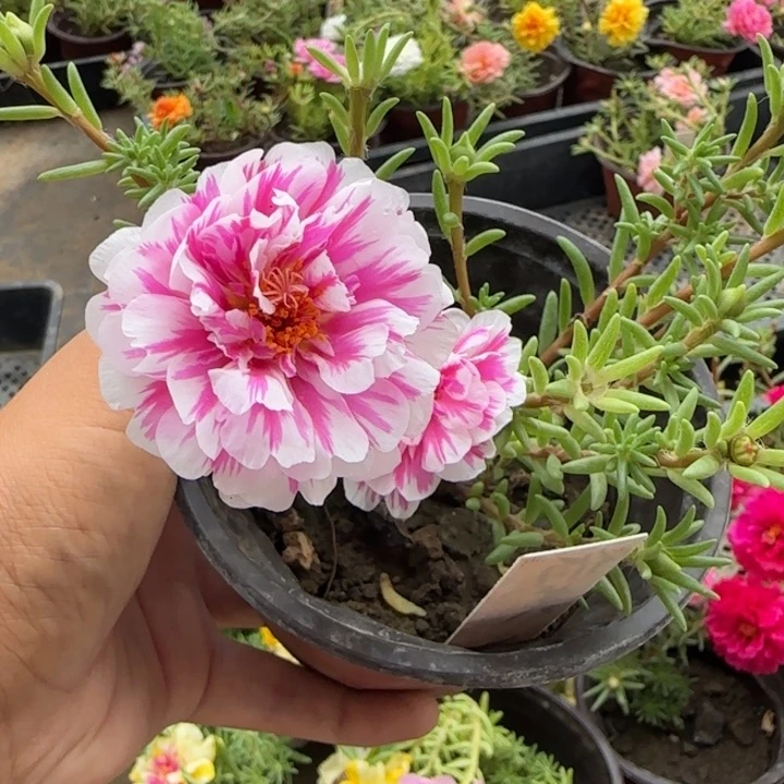 无花朵量拍俏芙蓉超小苗盆口10cm