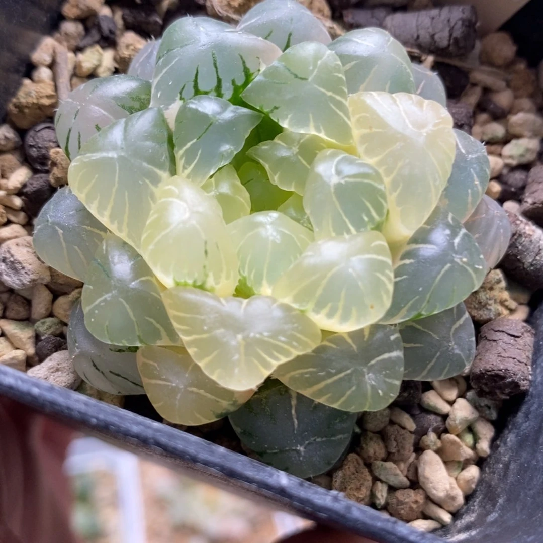 71湖水玉露锦一物一拍