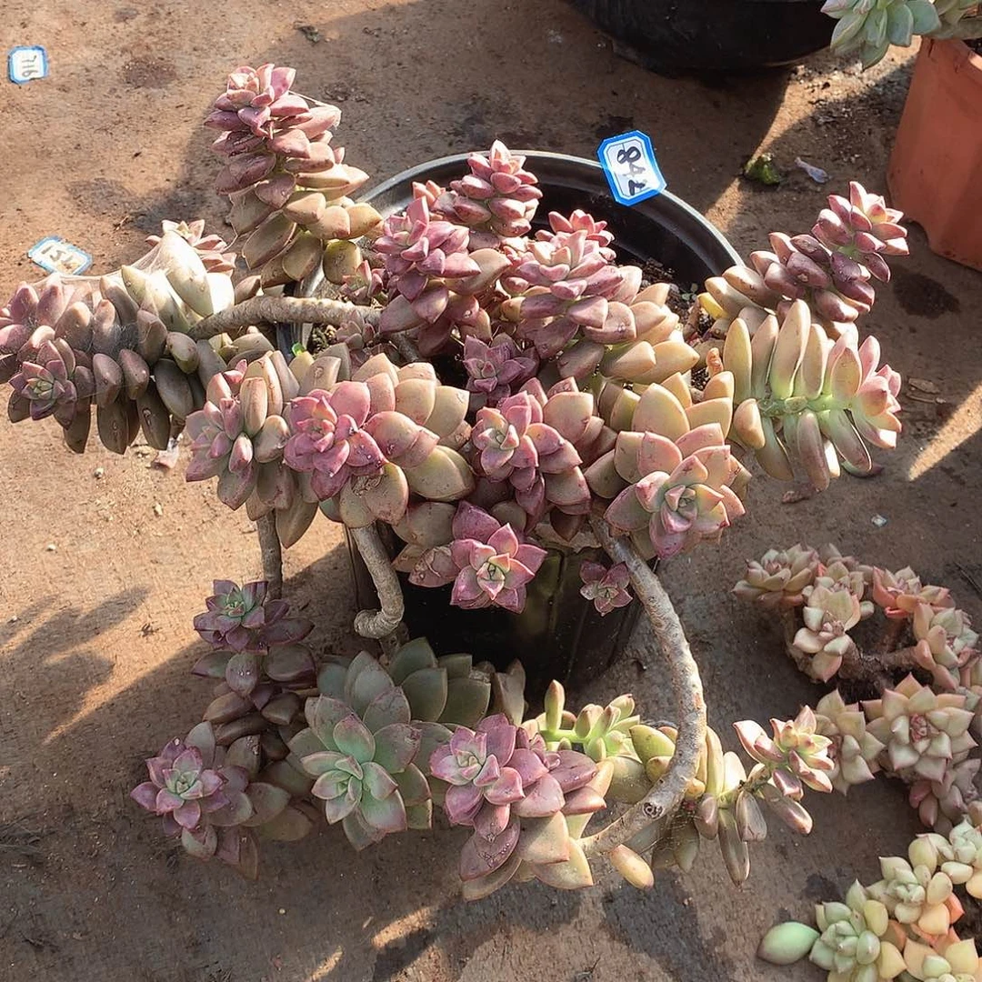 842姬胧月一物一拍多肉