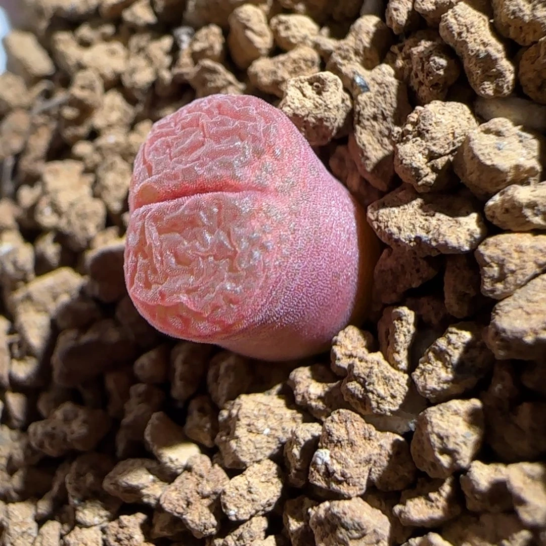 肉锥多肉植物百科-恩东1113