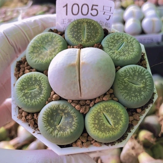 无花朵1005，个别微瑕绿光阳高尔夫