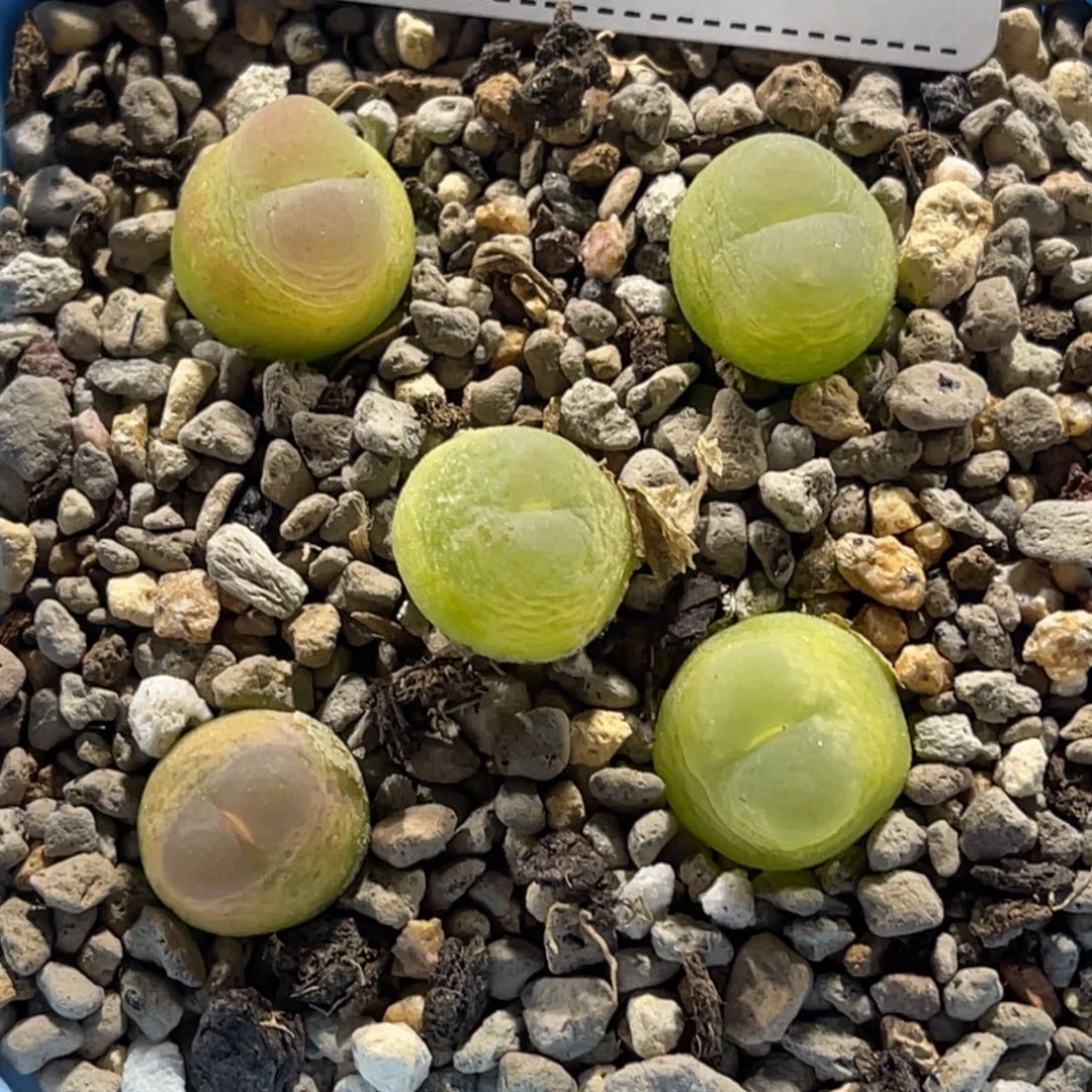 0236拉登5颗尺寸1.2