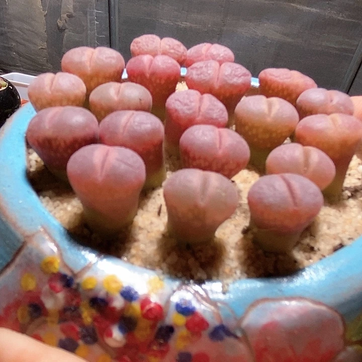 11517风铃c10一颗