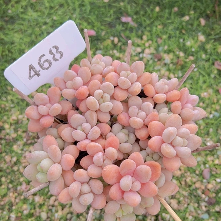 健健康康平平安安