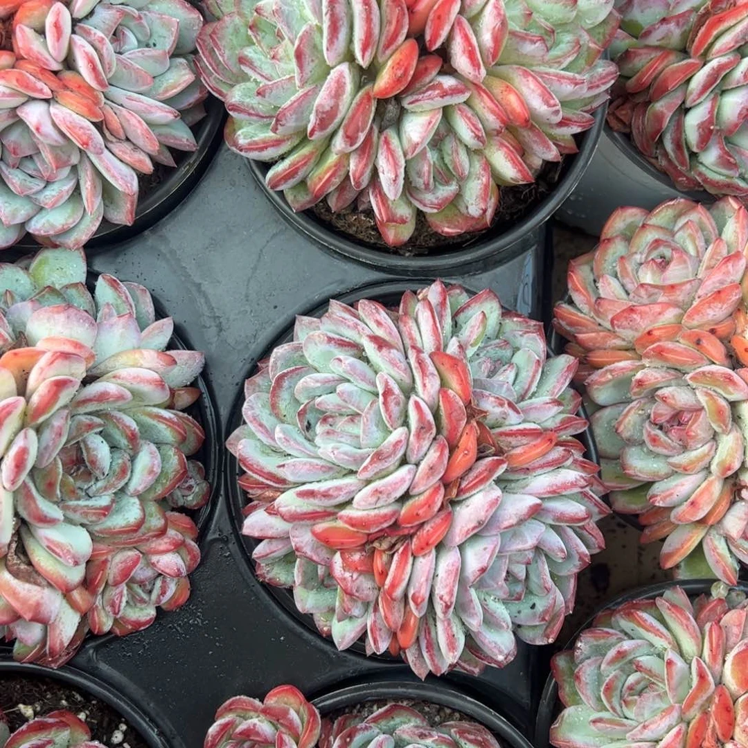 草莓杏仁多肉植物群生