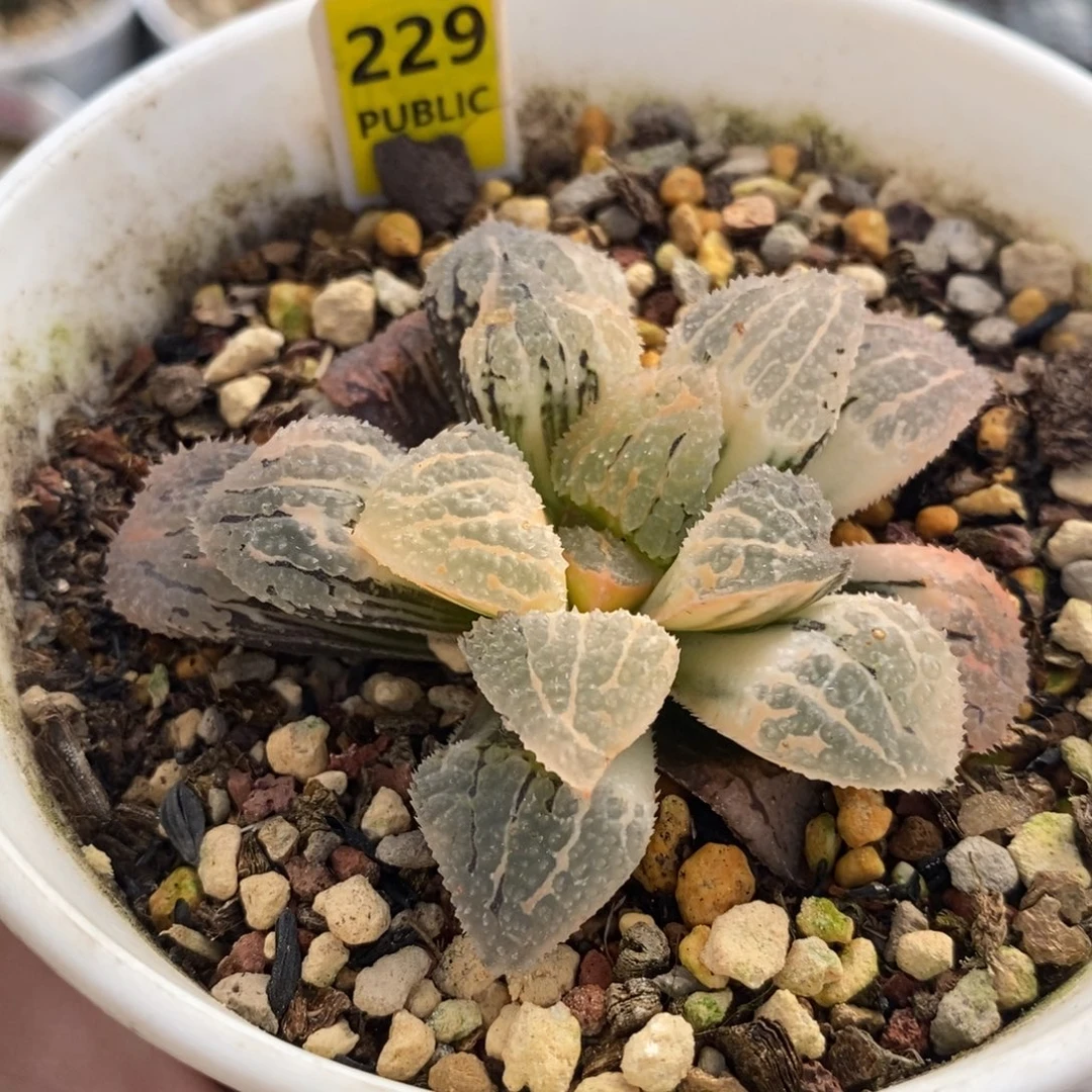 229具味城十二卷多肉