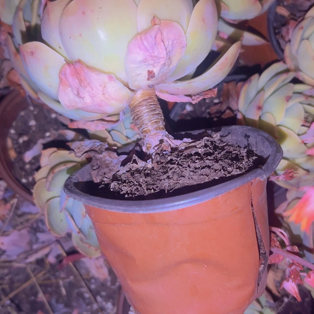 黄玖瑰9.99五盆包邮