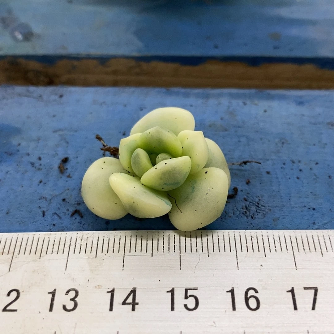 543望舒覆轮锦带根多肉植物