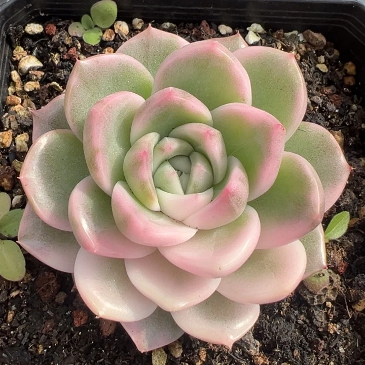 紫玲珑锦一物一拍锦龙