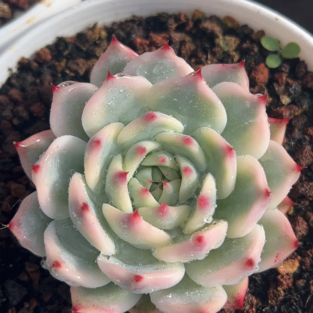 吉娃娃锦，覆轮锦。