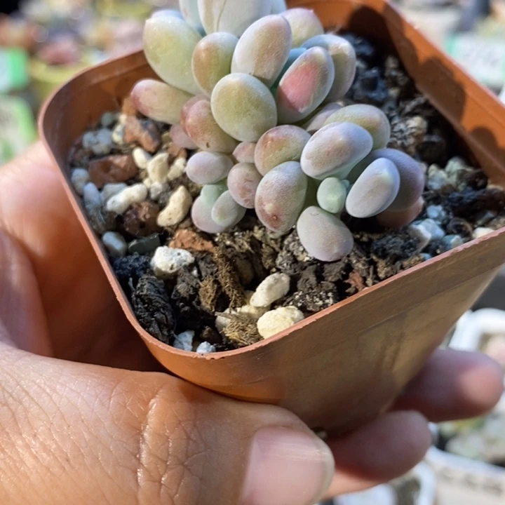 591加菲猫奶杂，带锦线