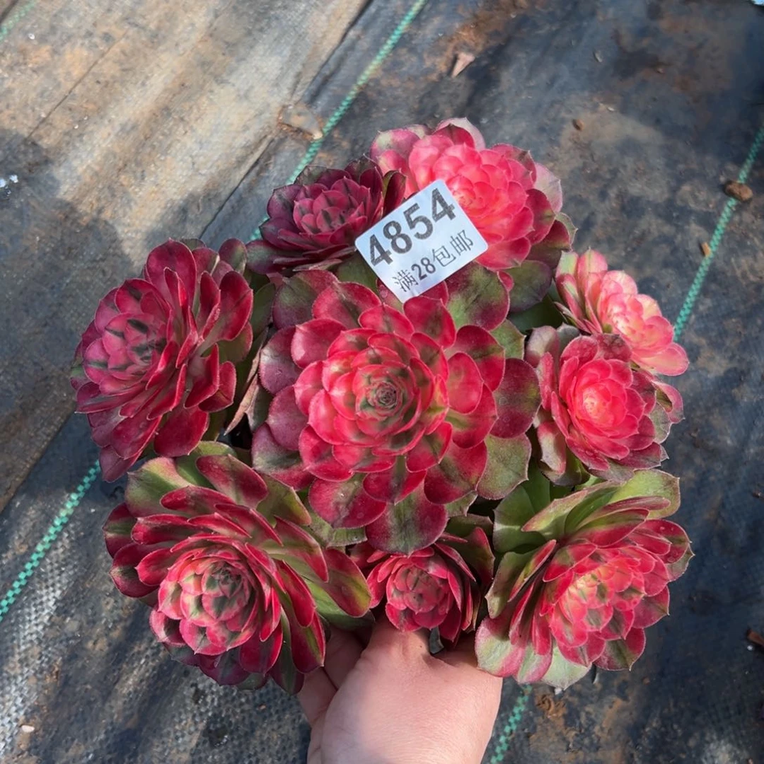 许****?多肉植物4854荔枝