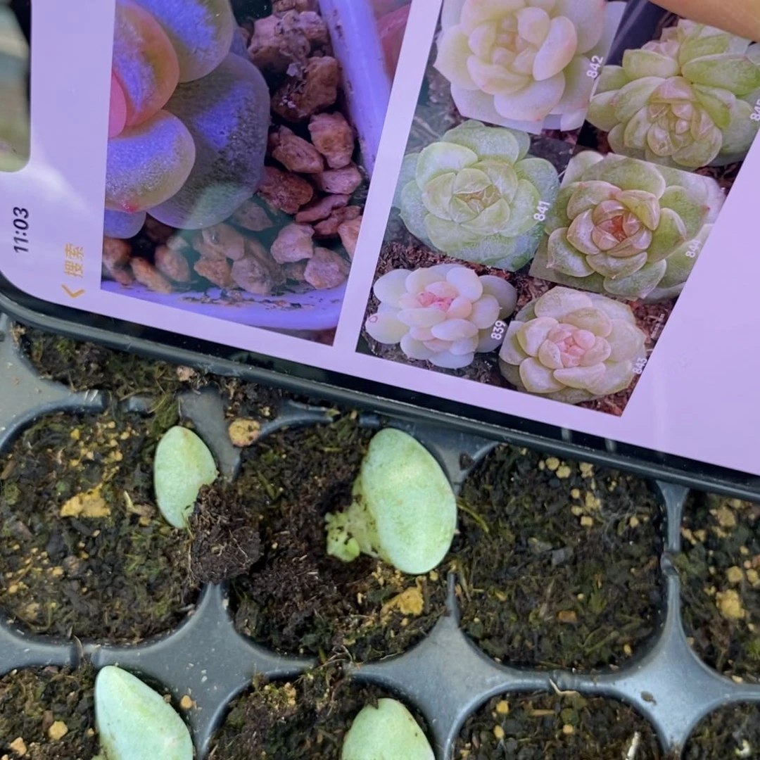 穴盘风花雪月841芽苗一个多肉