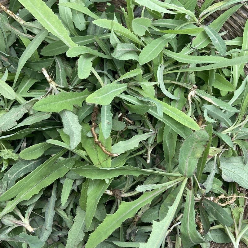 东北野生曲麻菜苦菜顺丰包邮