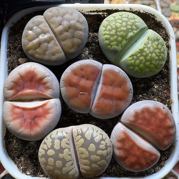 生石花1111111。   178