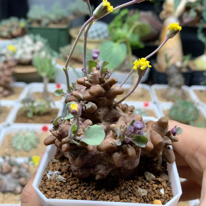 蛮鬼塔厚敦菊带盆