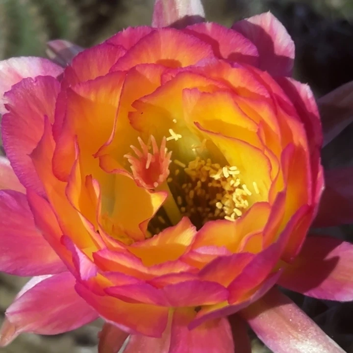 清清苏乞儿瑕疵球体很小尺寸3厘米以上