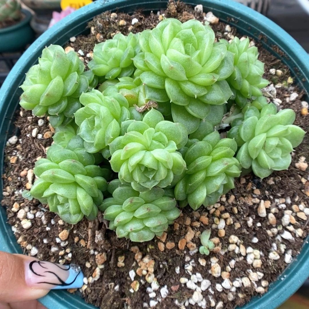 朵朵麦秆群生234号。