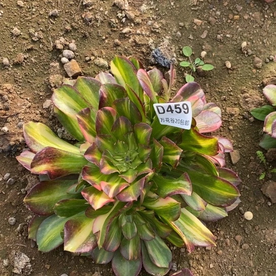 459绍修七彩多肉植物