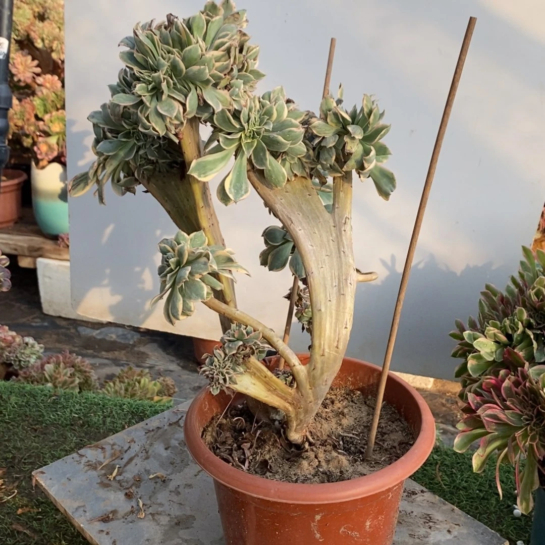 不开花植物6537号灿烂缀化1颗多肉