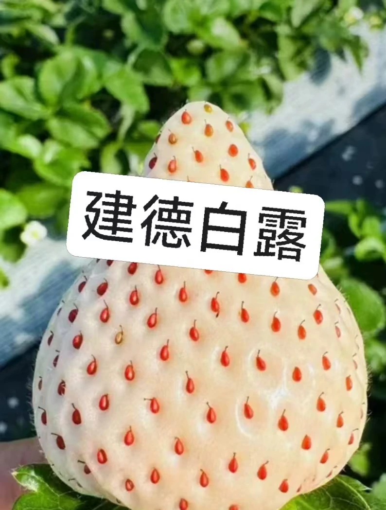 新店开张特惠包邮包品种新品大果白草莓盆栽建德白露