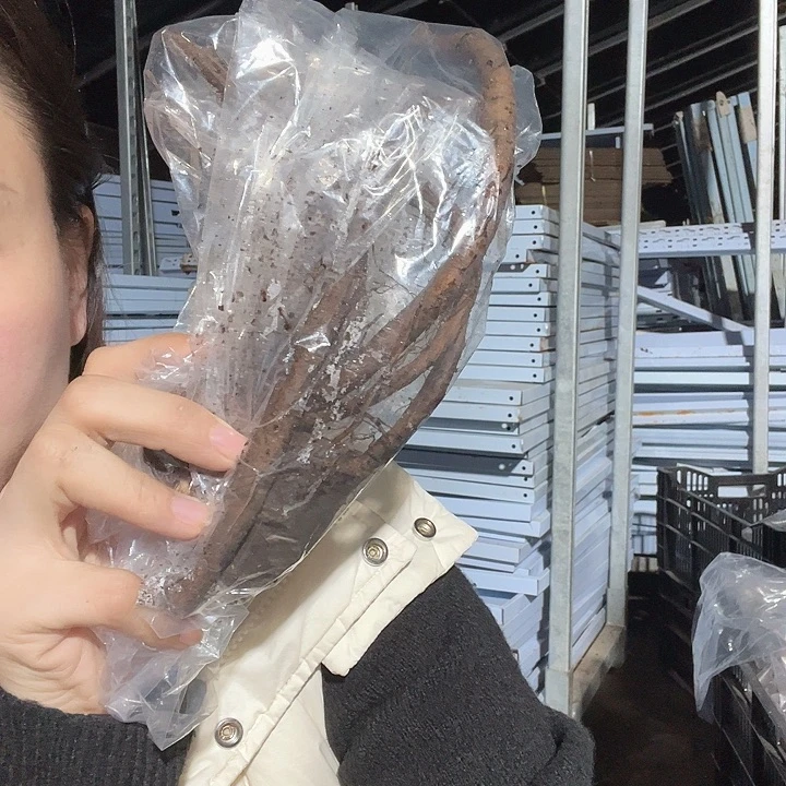 当前无花栽培后可以开花维多利亚6个