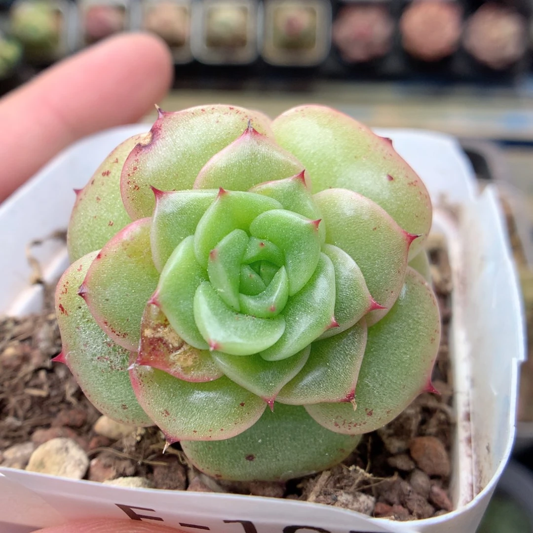 F165 ，20包邮两天凑单