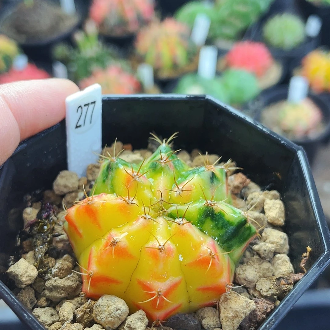 宸*非偏远地区满25包邮仙人球裸根