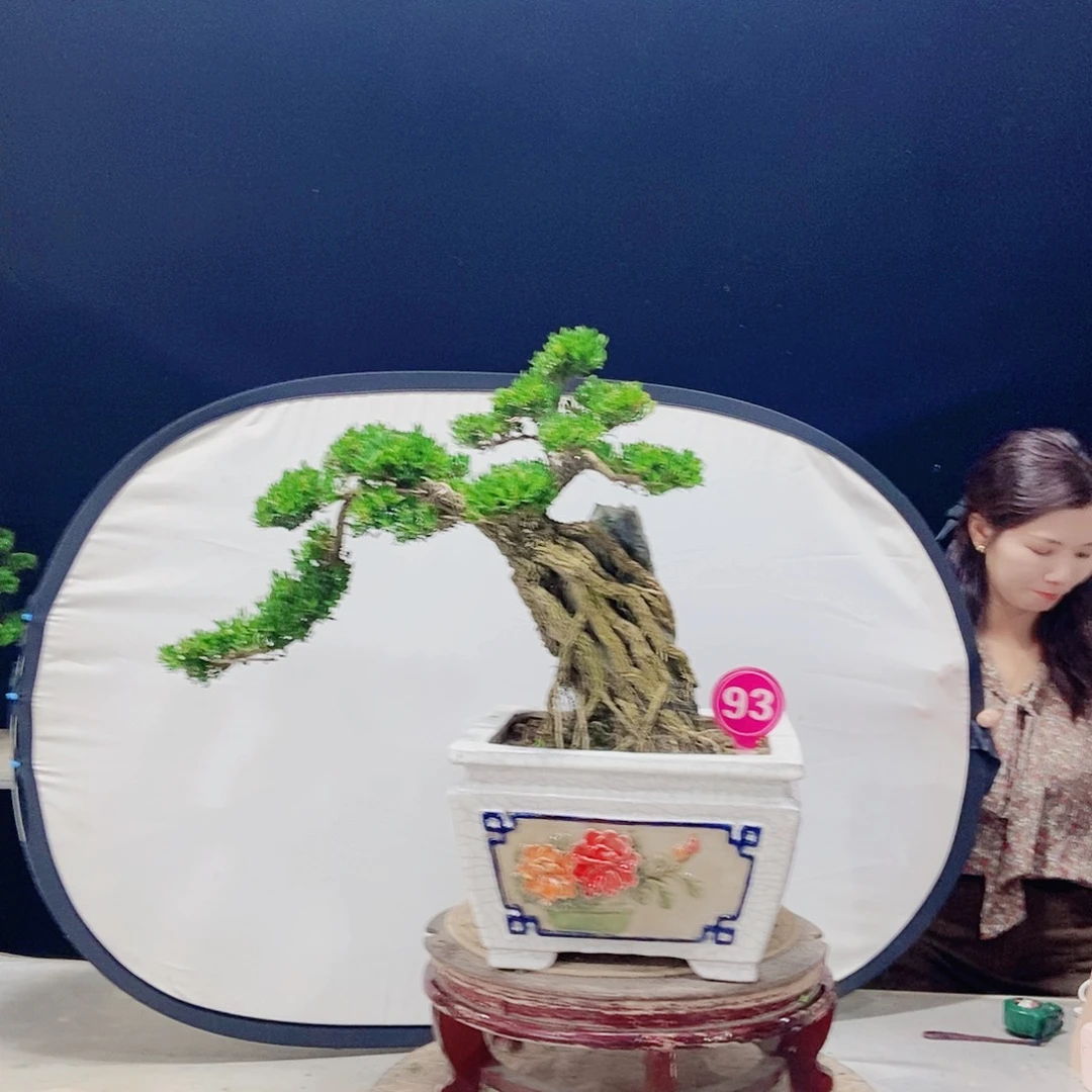 当前无花朵，栽培后可花朵