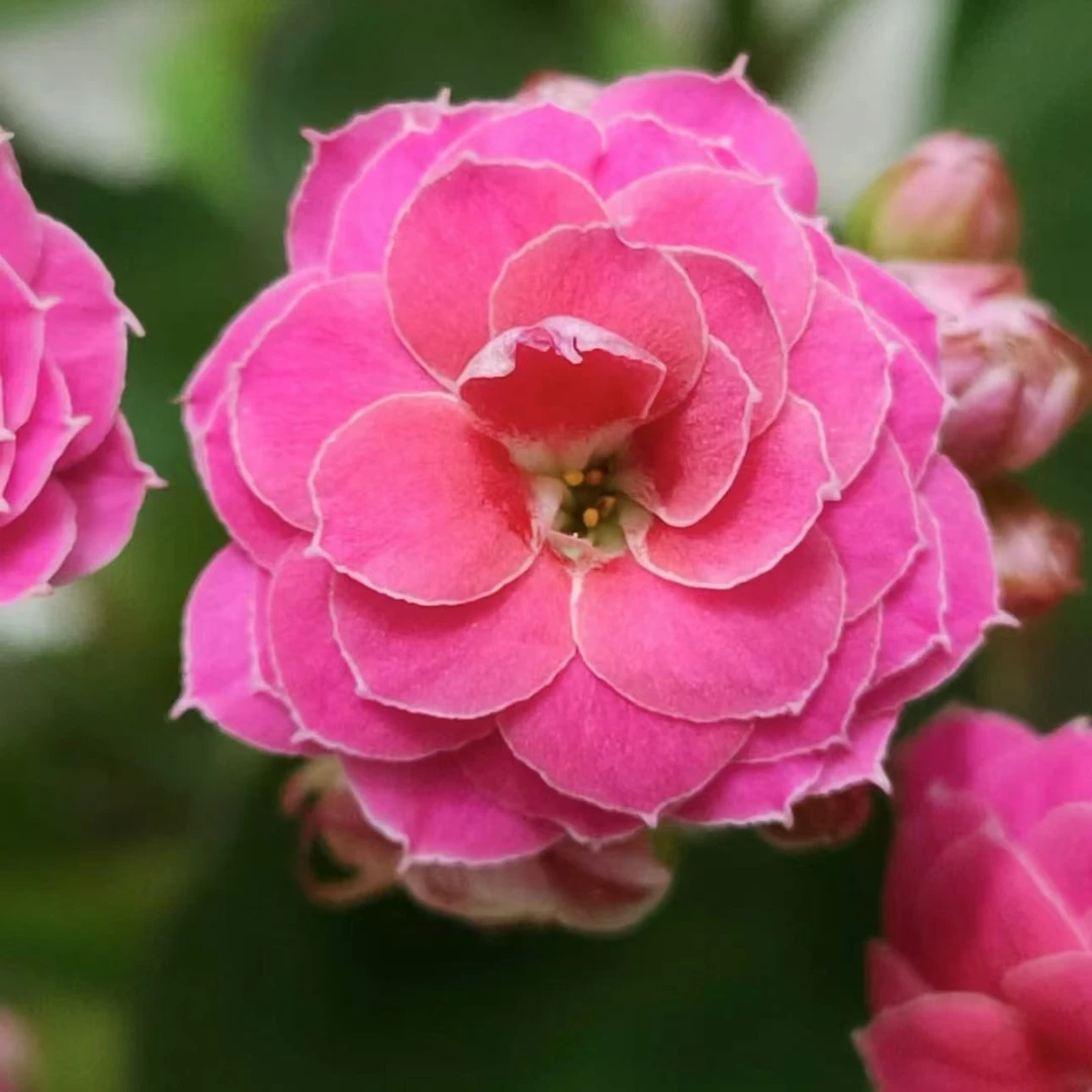 【李先生家】泰纳 ~长寿花懒人花带花苞发货