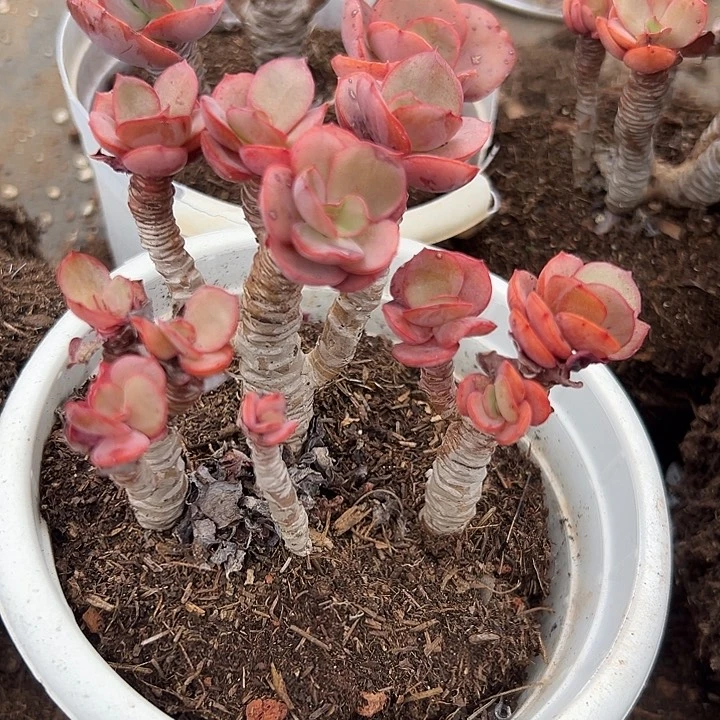 无花朵秀妍老桩。