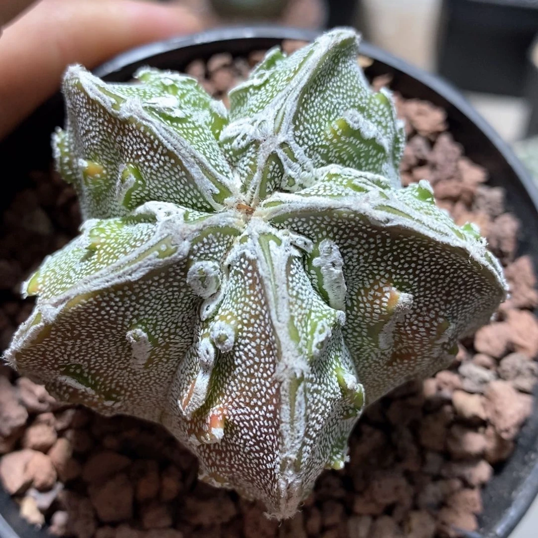 失***站仙人球的世界里有