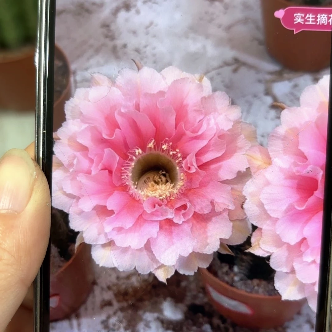 彩草珊瑚3公分侧牙