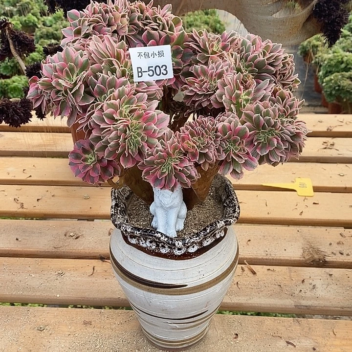 503 女巫缀宽28 公分