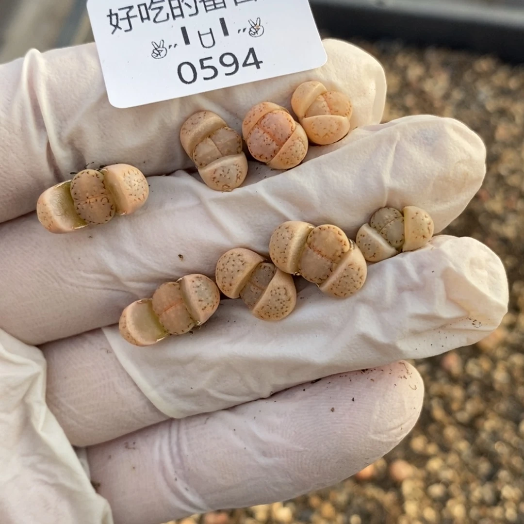 *️***0594。零下拍保。