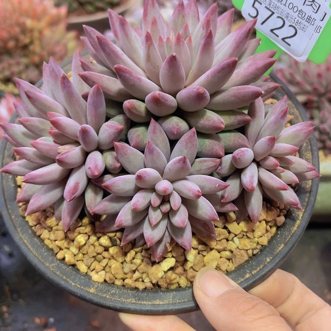 5722虞美人多肉植物