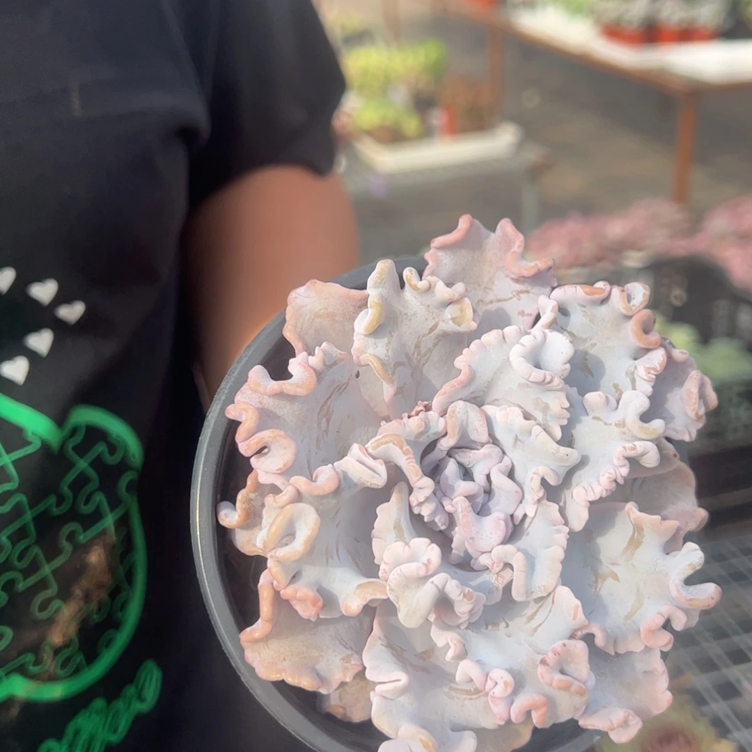 芭蕾舞者大单头老桩