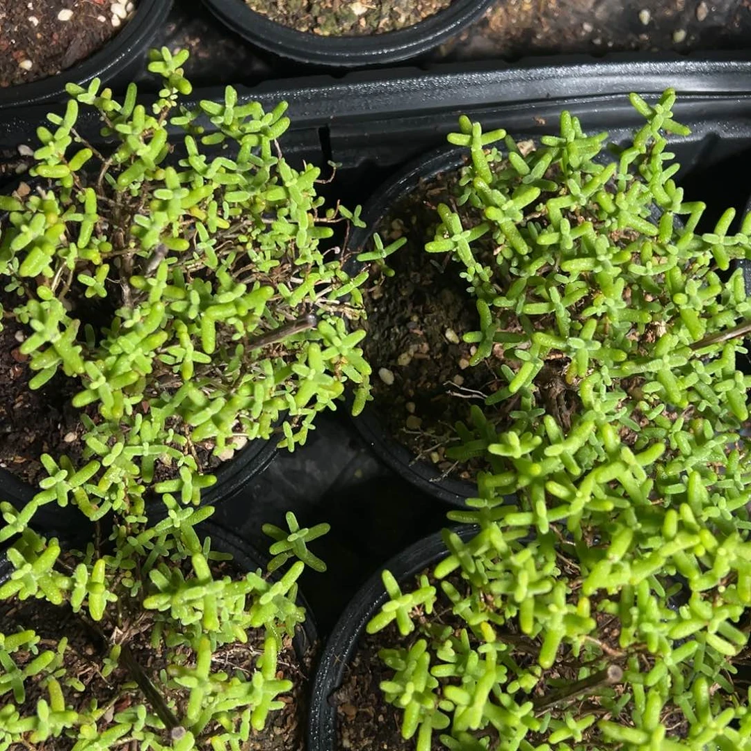 金桔糖球120盆老桩福利