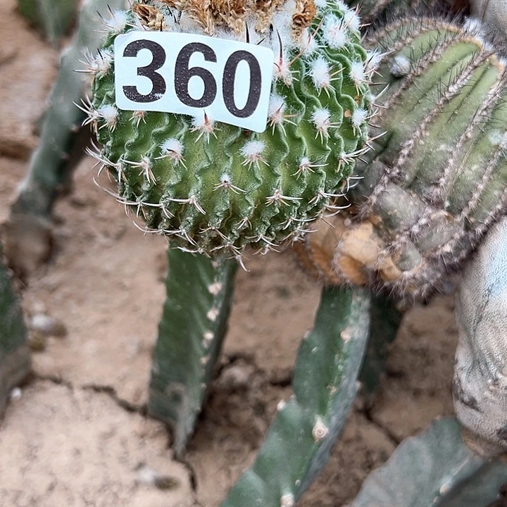 无花朵某*某360号仙人球开花