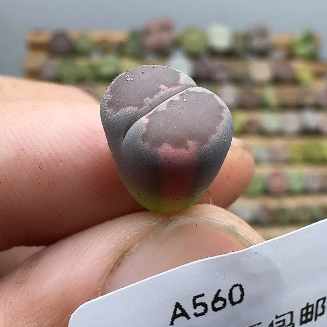 560多肉哈哈哈哈哈哈