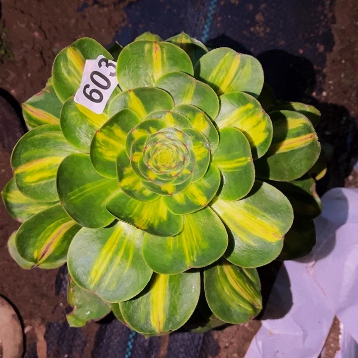 603暴君多肉植物处理不售后