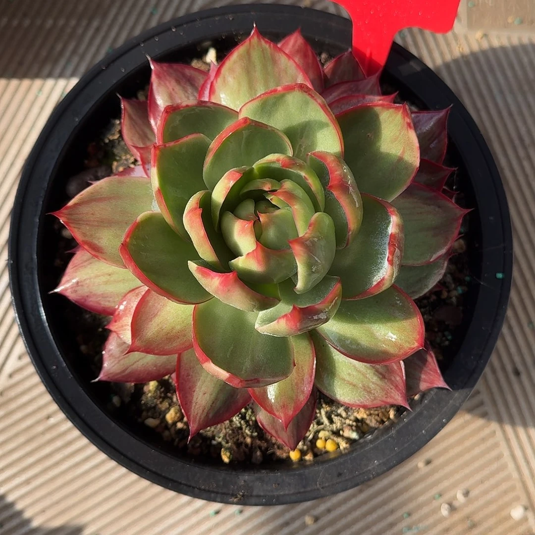 惊鸿仙子多肉植物