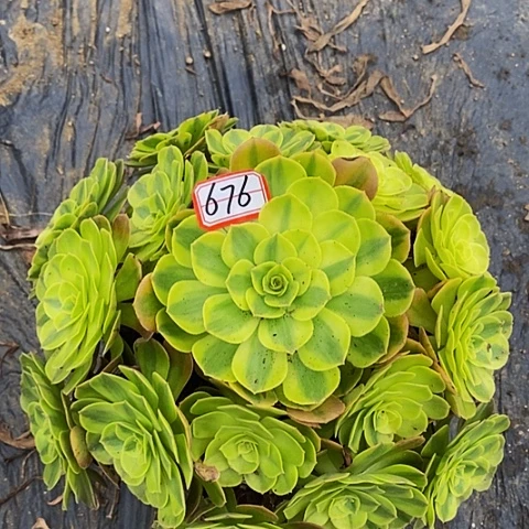 雨荷老桩捧花676号