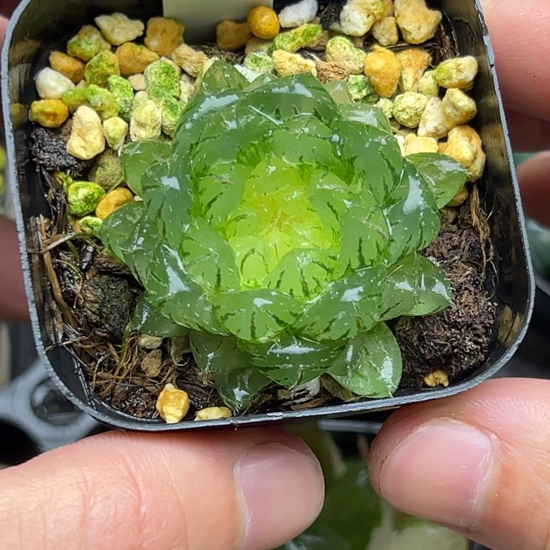 69翠云玉露锦一物一拍