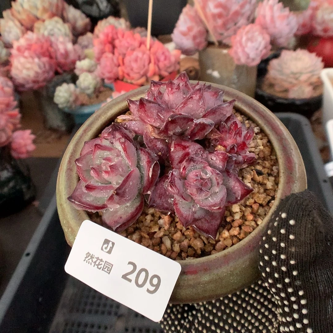 209拉糖綴化多肉植物666