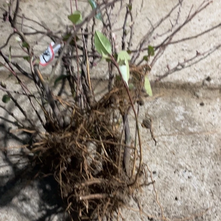 黑光海棠花一颗苗