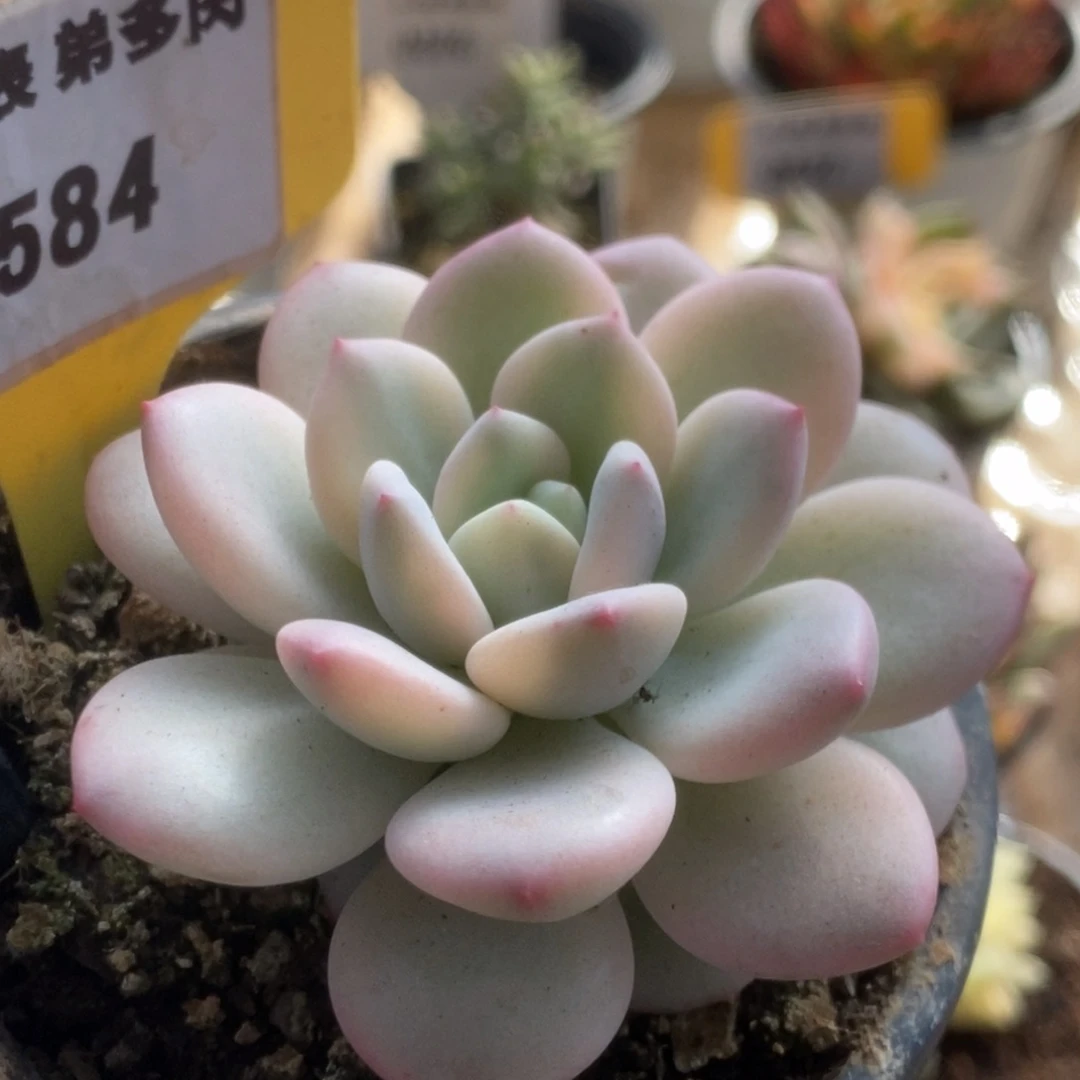 584新香水锦锦锦锦锦锦