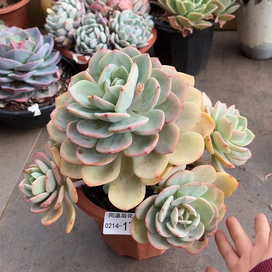 同温层多肉白月光174