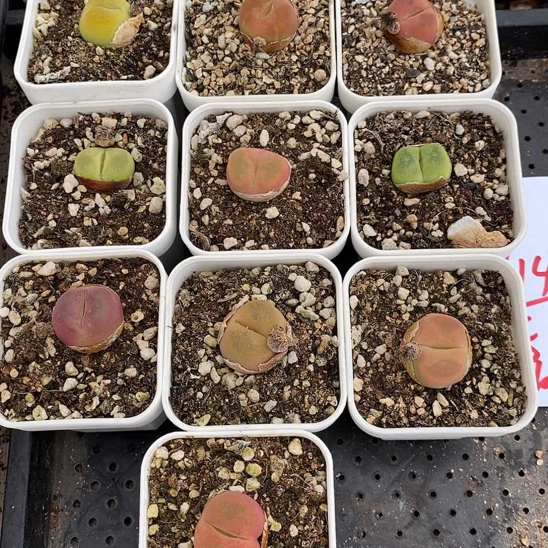 914丝绒蟠桃10颗一组带盆土